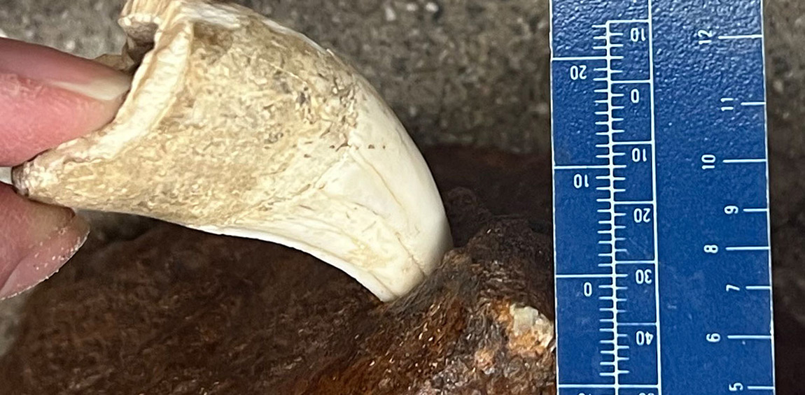 Simulating Organic Projectile Point Damage to Bison Pelves