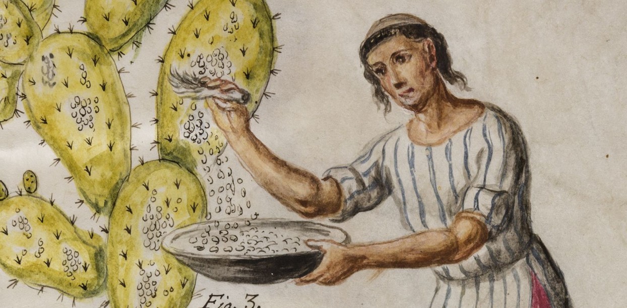 Detail of Cochineal insects being collected from cactus leaves, in J. Antonio de Alzate y Ramírez (1777). Public domain.